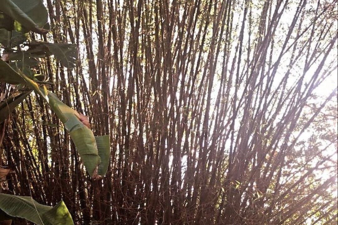 Photo of Outdoor in East Naples