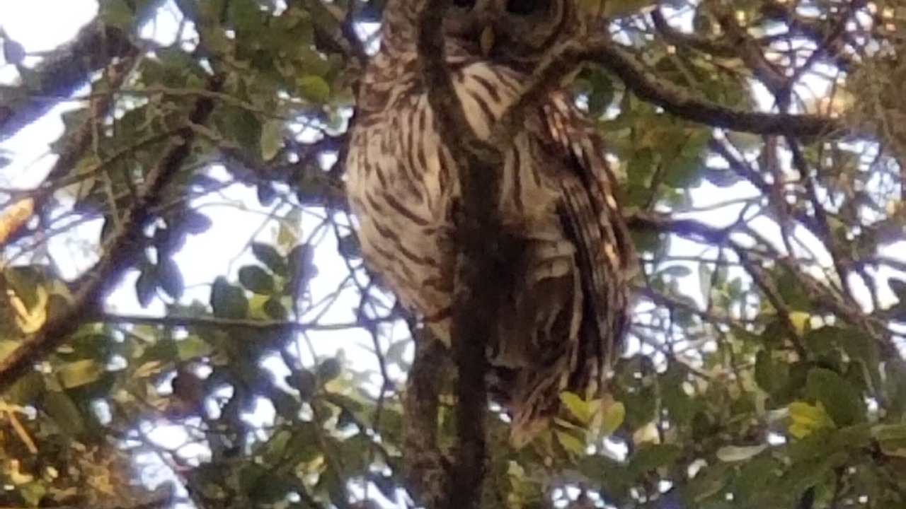 Photo of Outdoor in Lake Wales