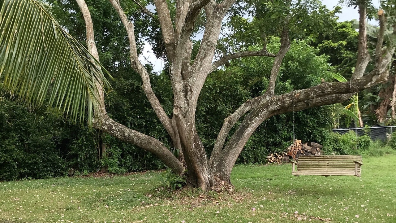 Photo of Outdoor in Davie