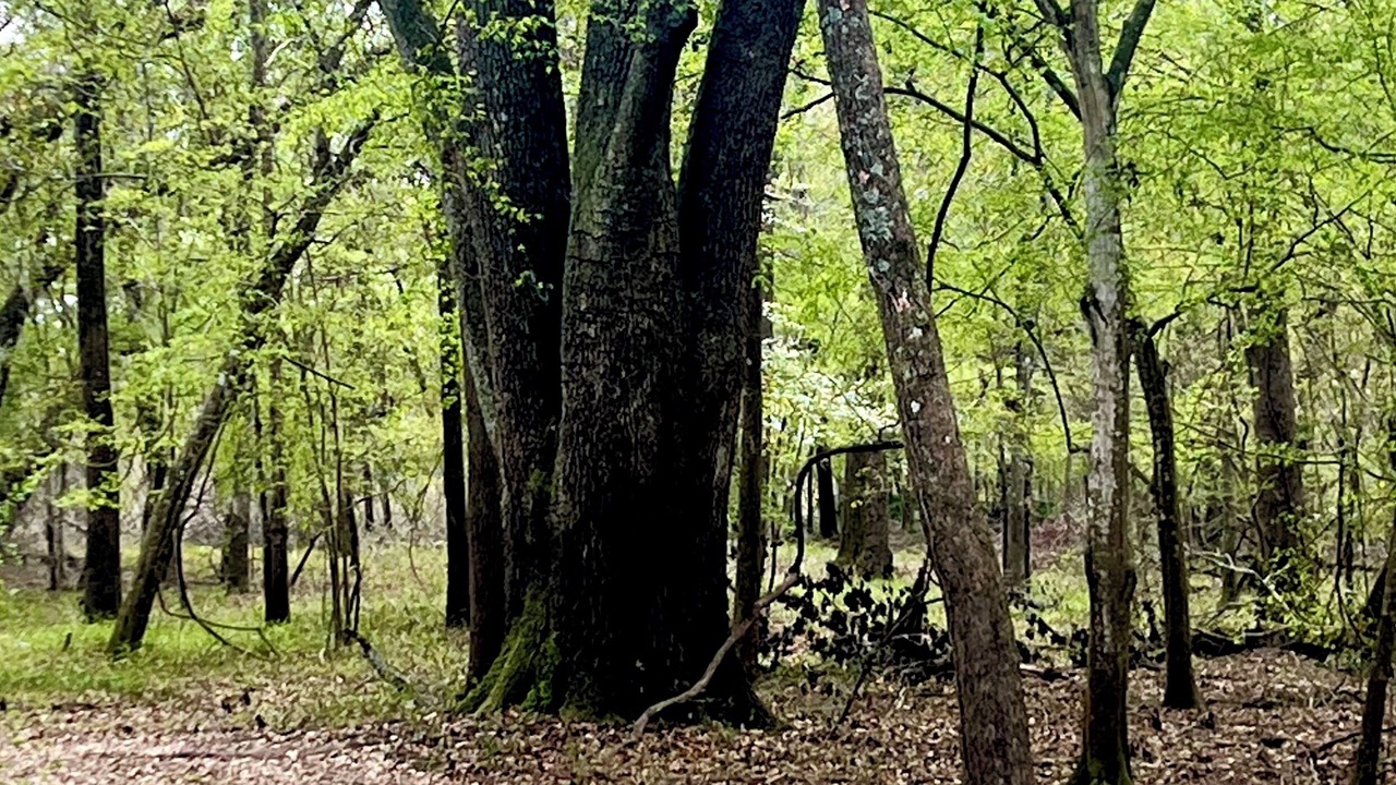 Photo of Others in Live Oak