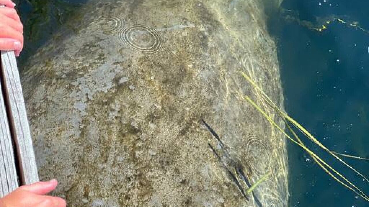 Photo of Others in Crystal River