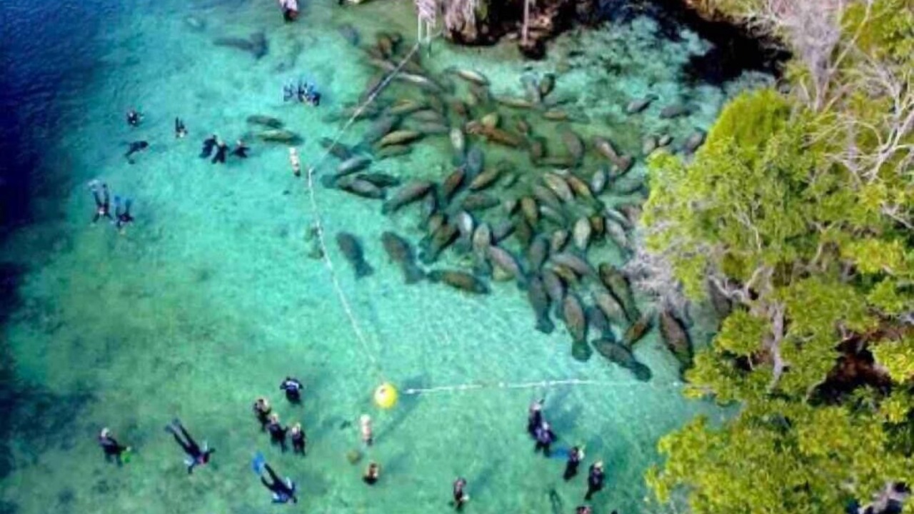 Photo of Outdoor in Crystal River