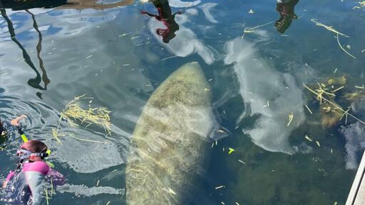 Photo of Outdoor in Crystal River