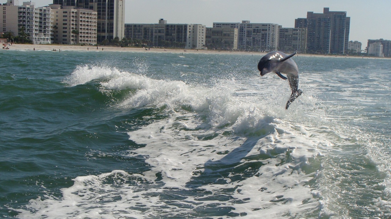 Photo of Others in Sand Key