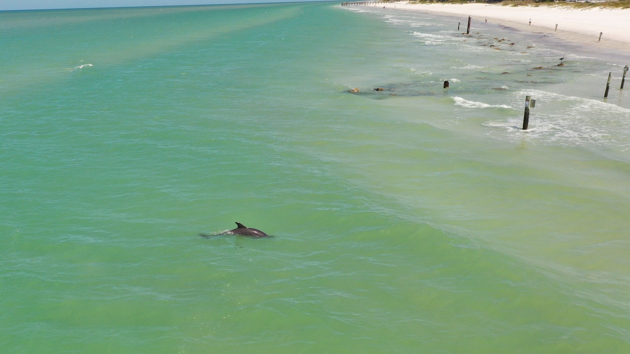 Photo of Others in Redington Shores