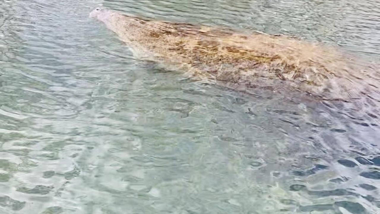 Photo of Outdoor in Crystal River