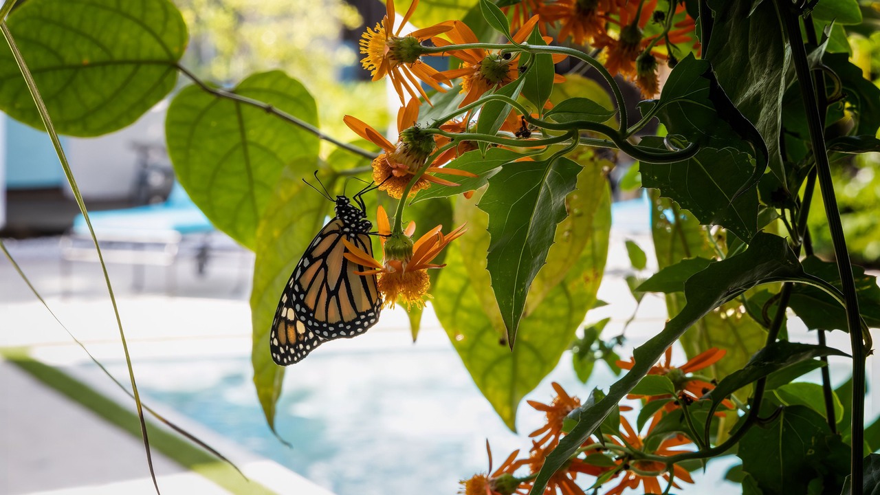 Photo of Outdoor in Mango Groves