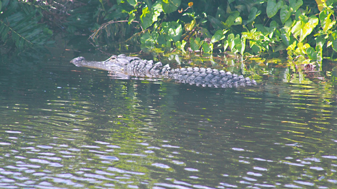 Photo of Others in Fort Myers Shores