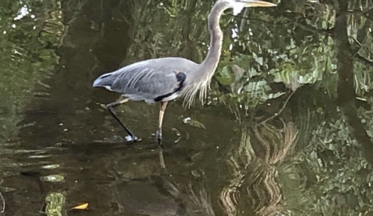 Photo of Others in East Naples