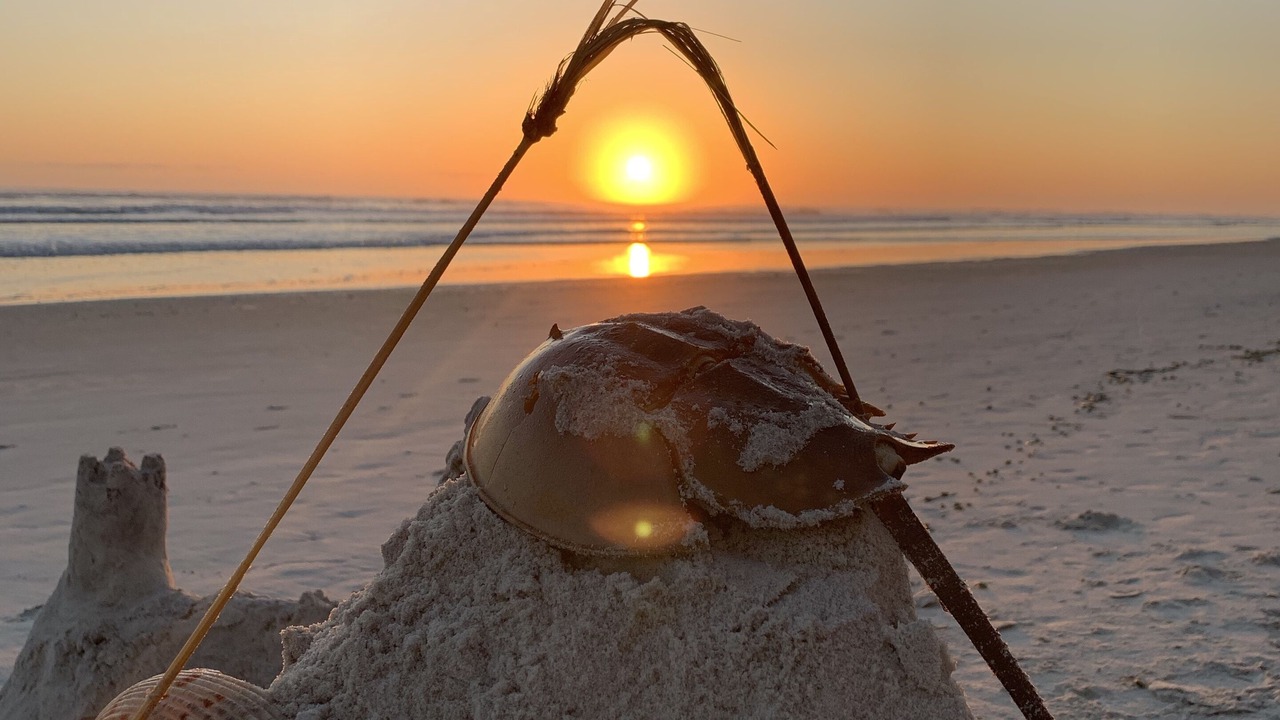 Photo of Others in New Smyrna Beach