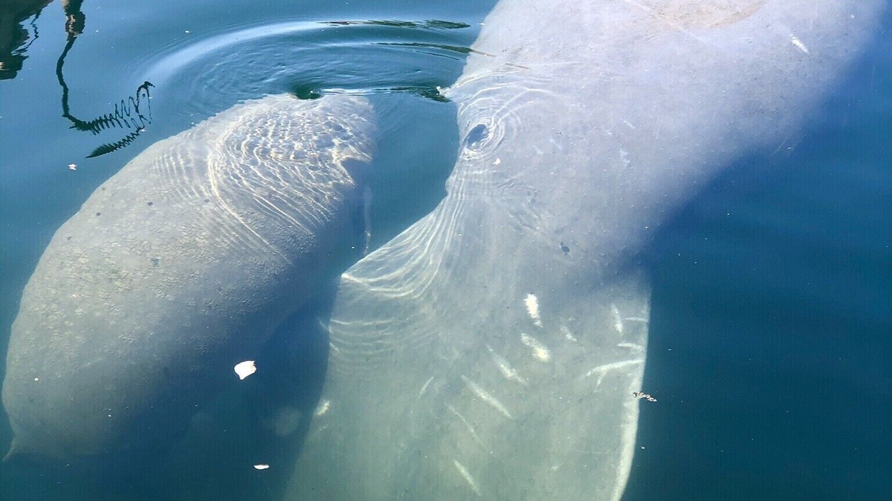 Photo of Others in Weeki Wachee Gardens