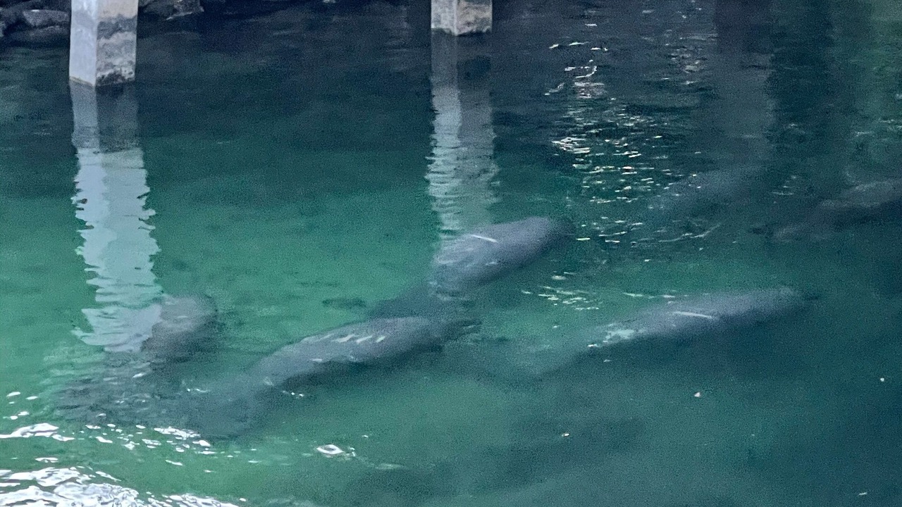 Photo of Others in Weeki Wachee Gardens