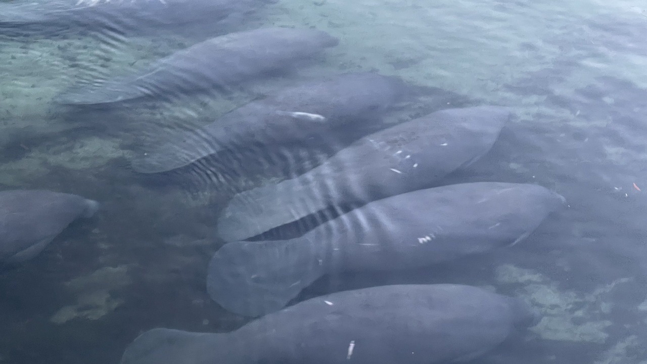 Photo of Others in Weeki Wachee Gardens