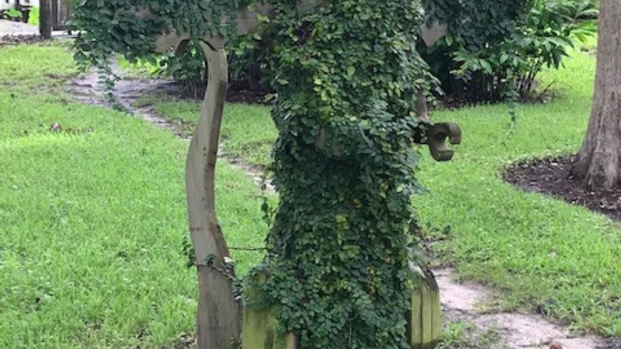 Photo of Outdoor in Citrus Springs