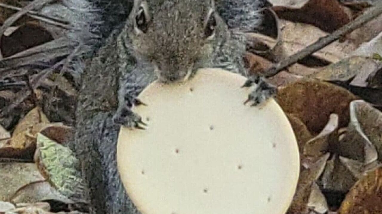 Photo of Others in Oakes Estates