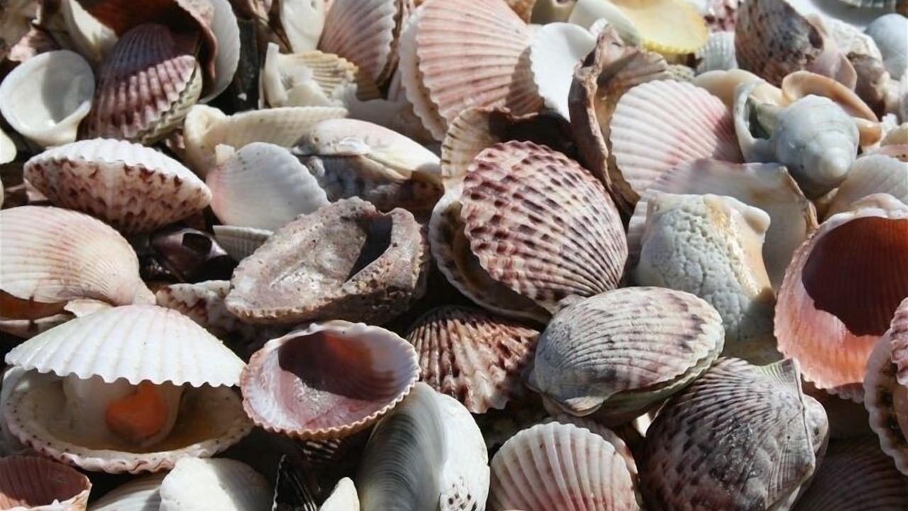 Photo of Others in Sanibel