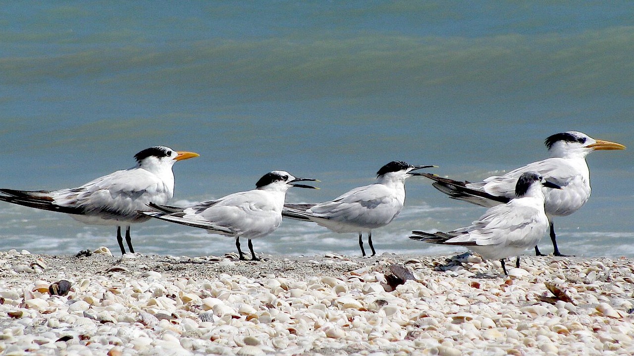 Photo of Others in Sanibel