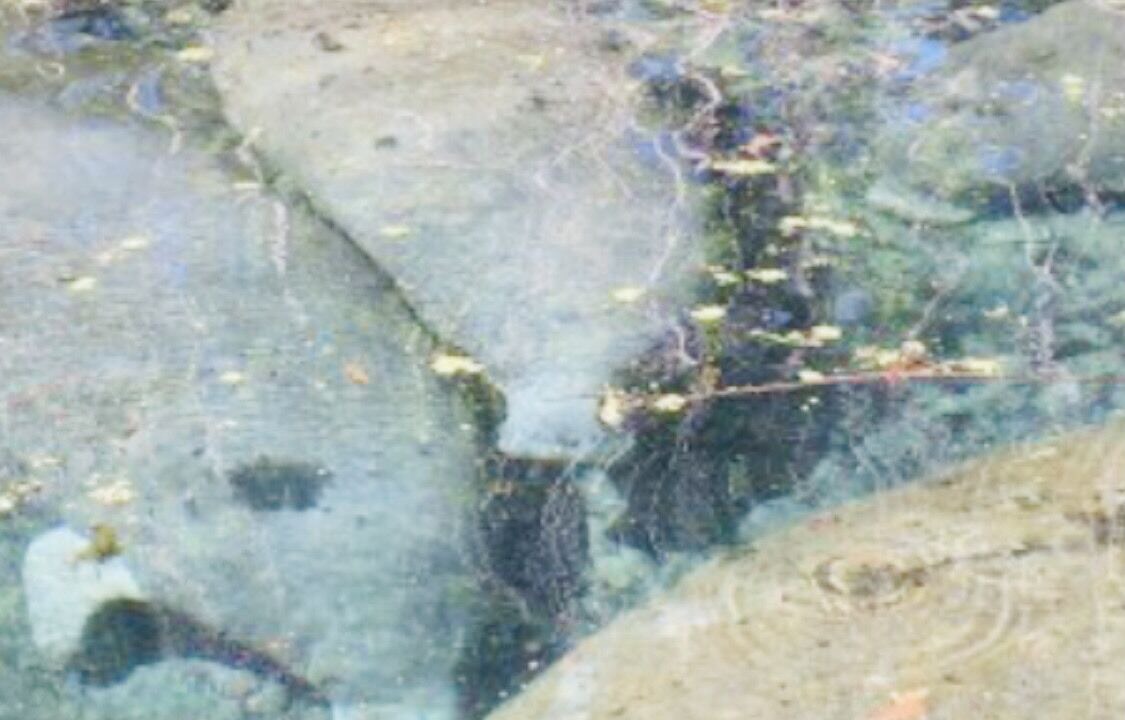 Photo of Others in Fanning Springs