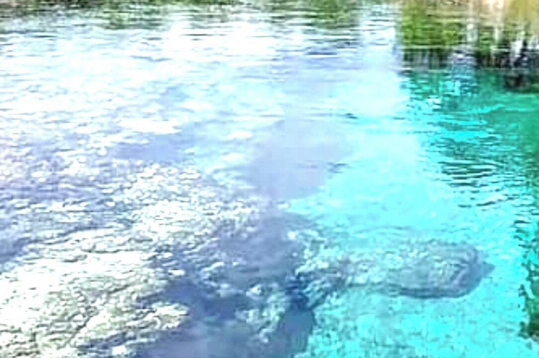Photo of Others in Fanning Springs