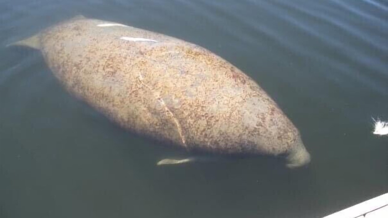 Photo of Others in Gulf Harbors