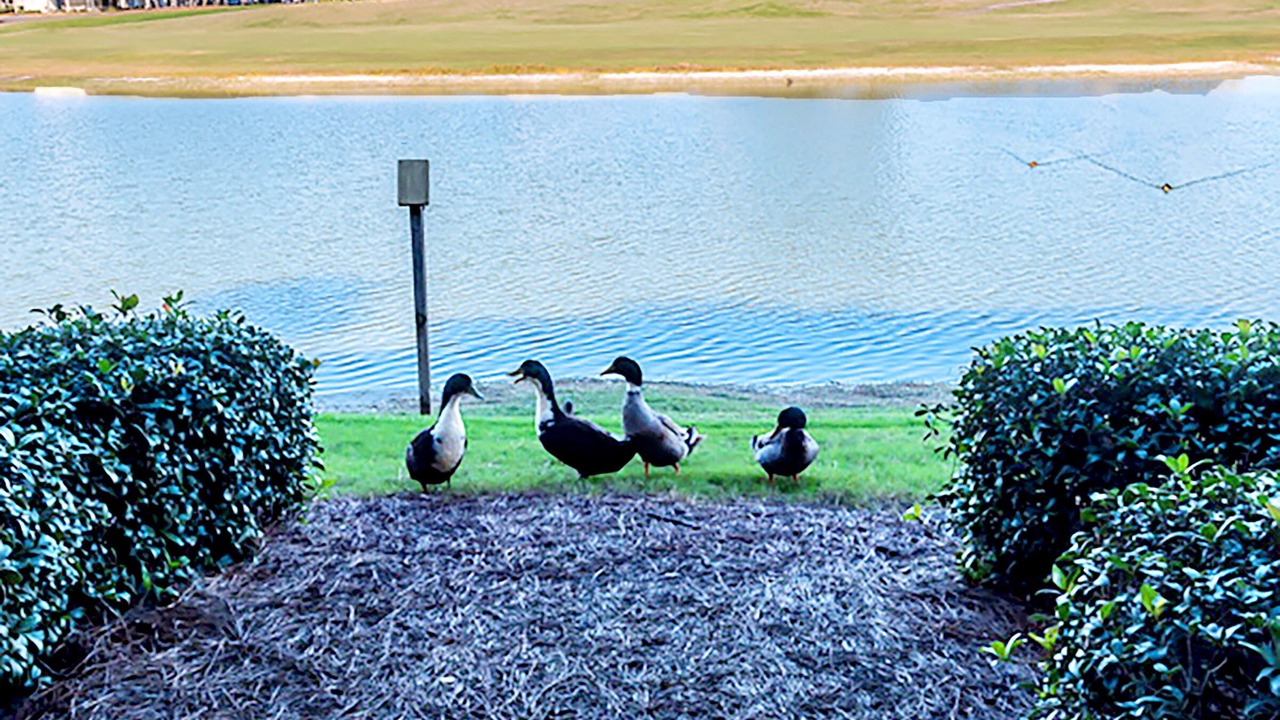 Photo of Outdoor in Miramar Beach