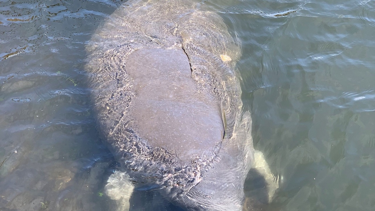 Photo of Others in Crystal River