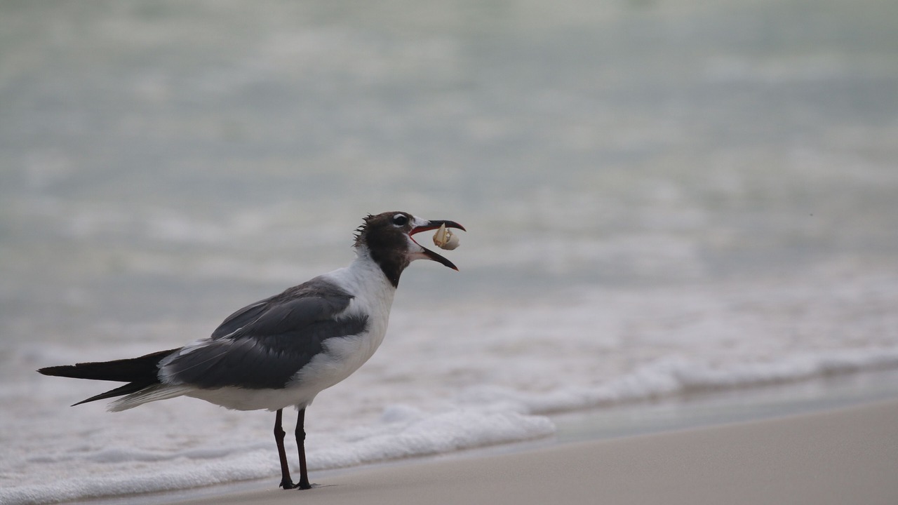 Photo of Others in Gulf Trace