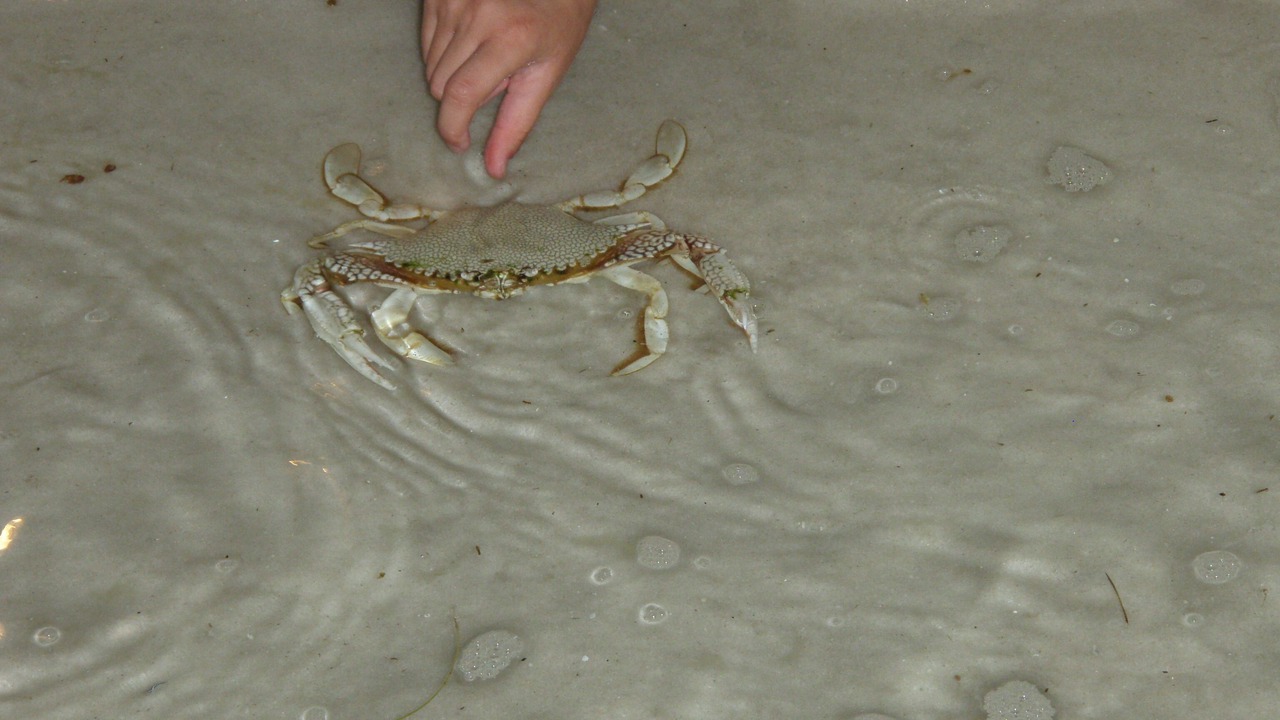 Photo of Others in Gulf Trace