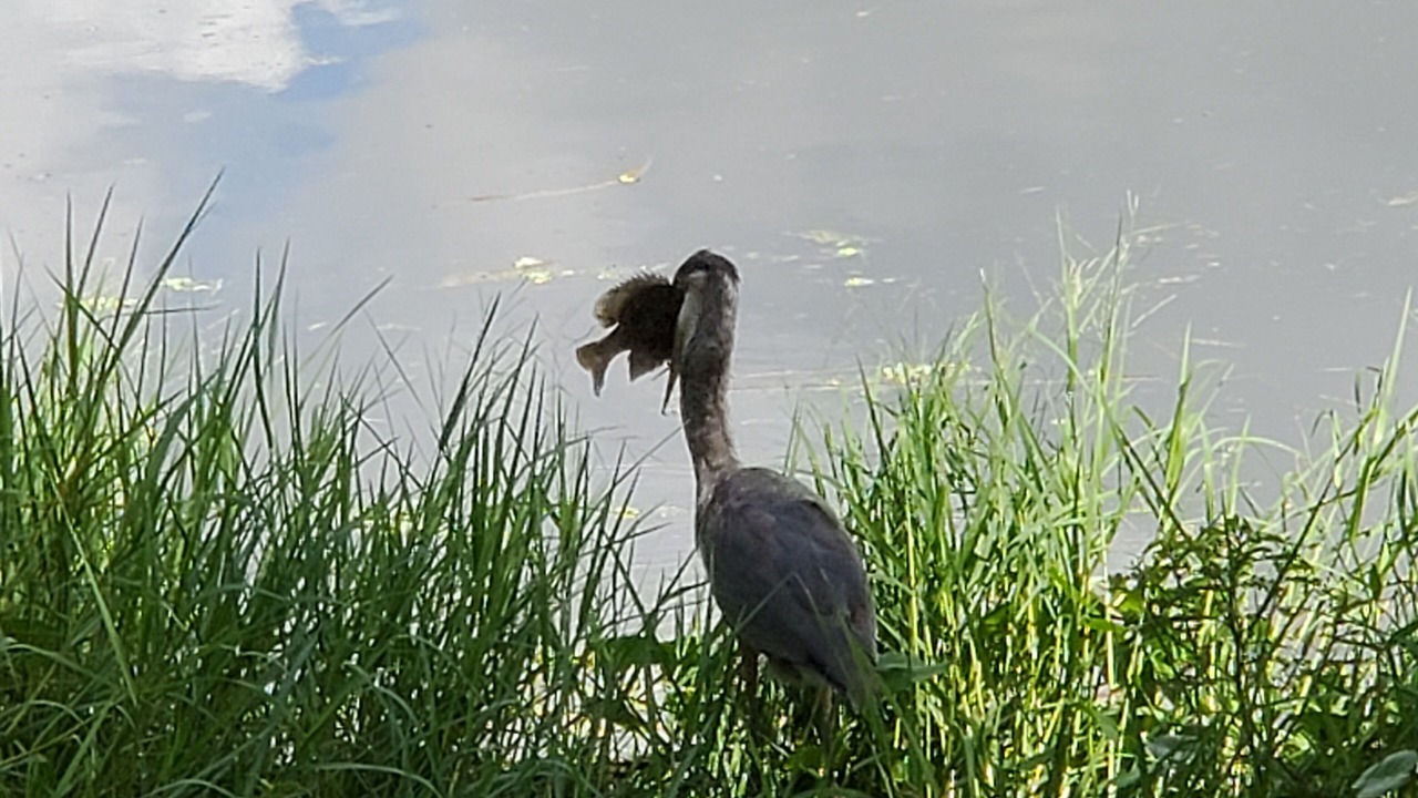 Photo of Others in Taylor Creek