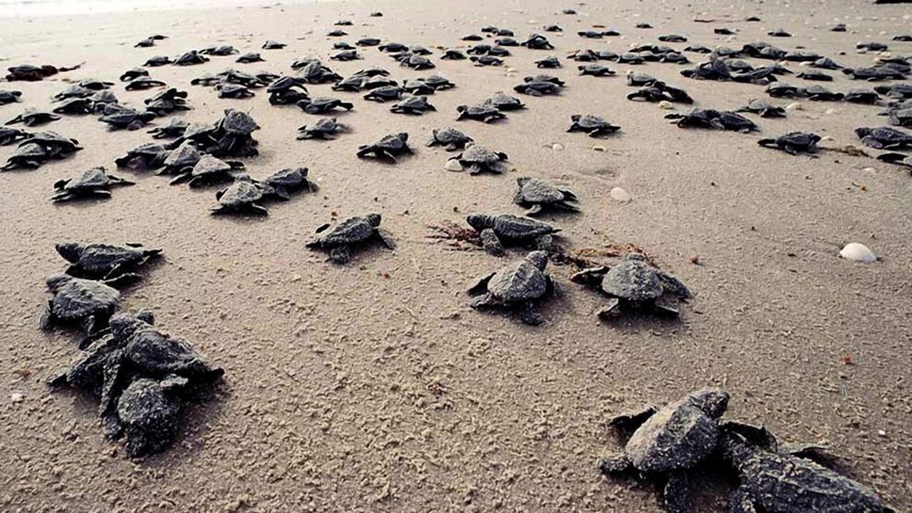 Photo of Others in Indialantic By The Sea