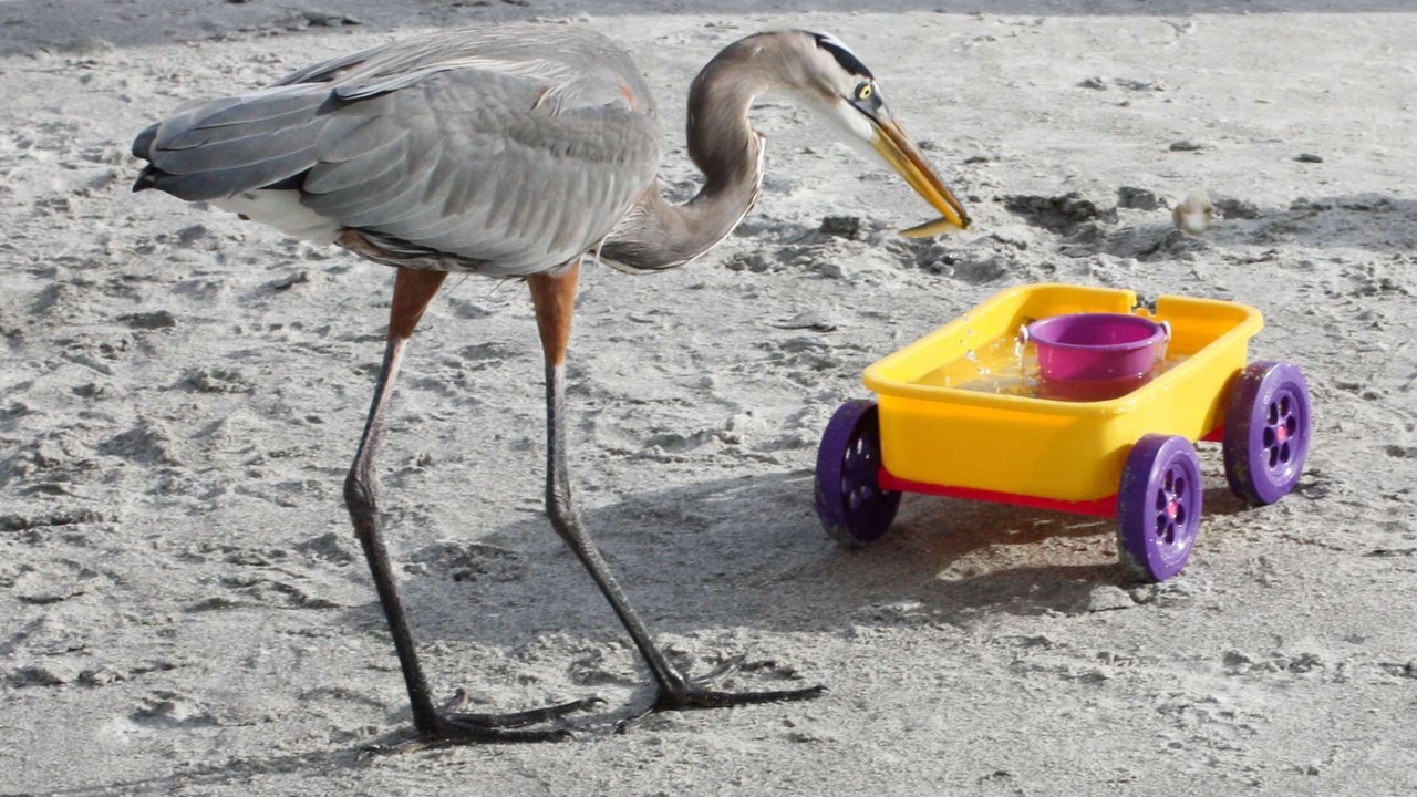 Photo of Others in Redington Beach