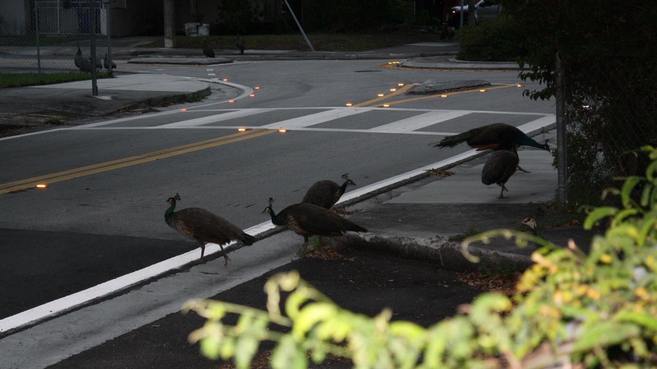 Photo of Outdoor in Southwest Coconut Grove