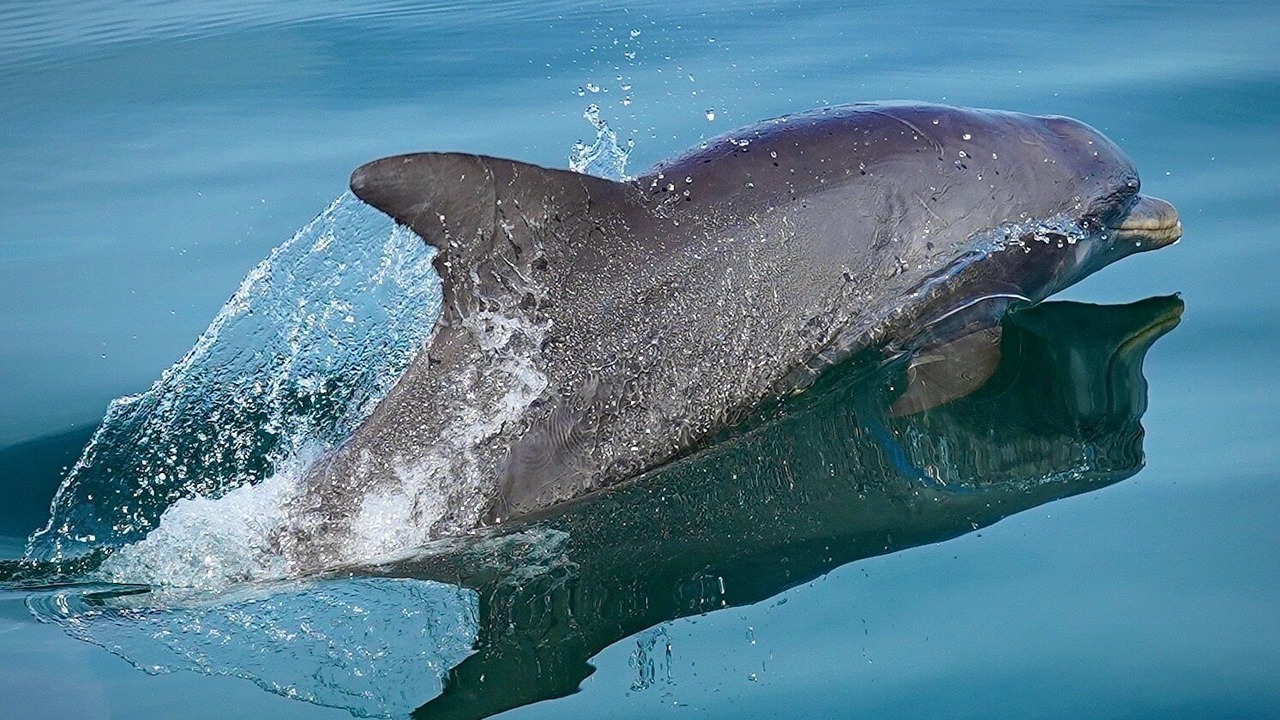 Photo of Others in Islamorada