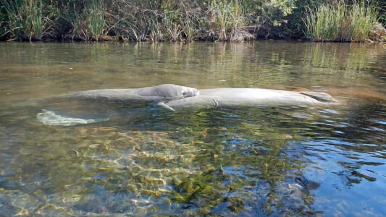 Photo of Others in Weeki Wachee Gardens