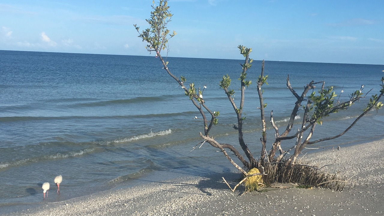 Photo of Others in Marco Island