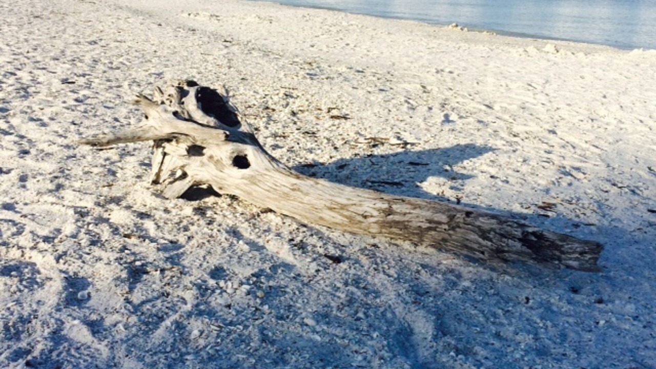 Photo of Others in Marco Island