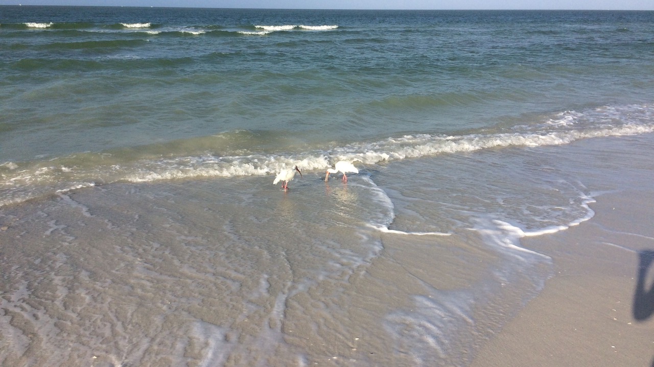 Photo of Others in Marco Island