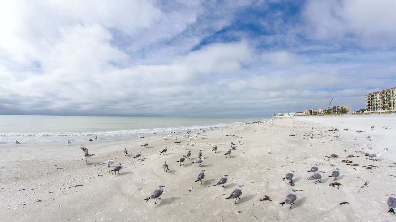 Photo of Others in Madeira Beach