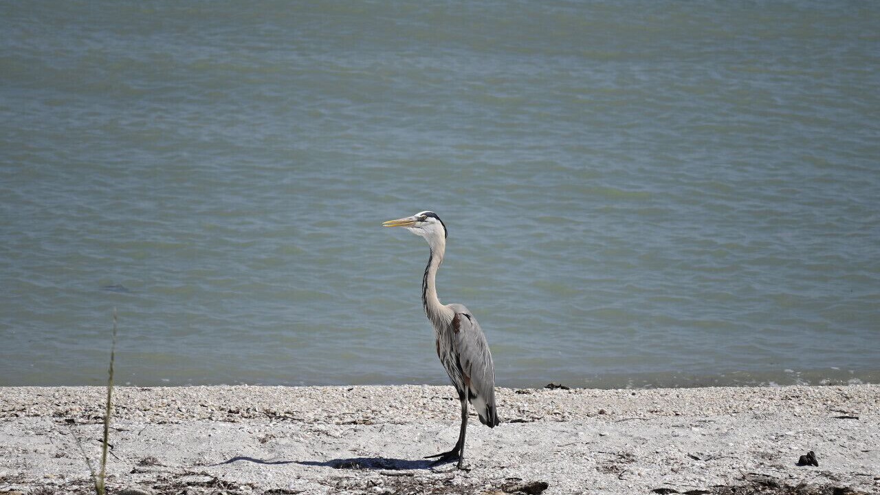 Photo of Others in North Captiva