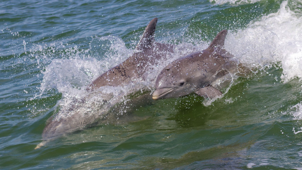 Photo of Others in Port Canaveral