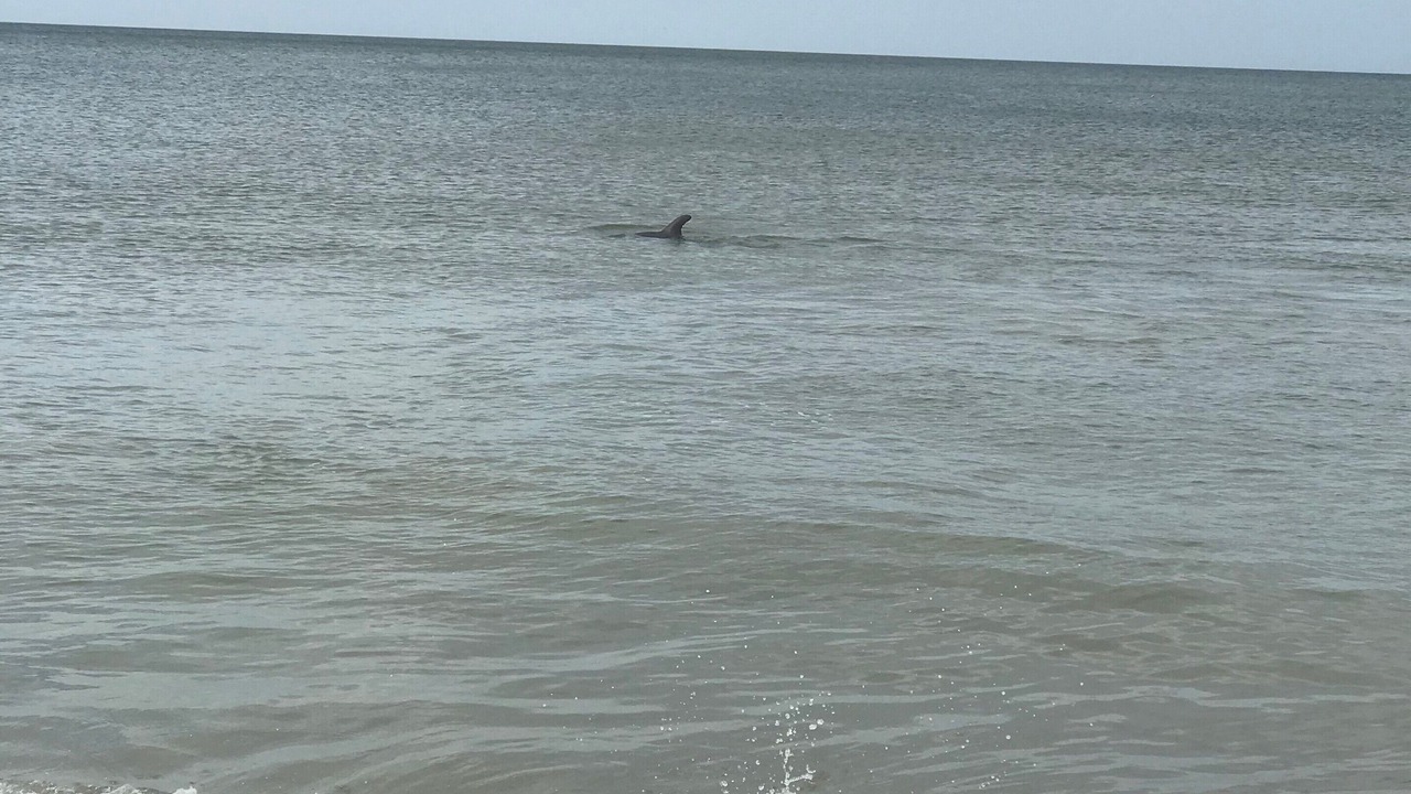 Photo of Others in Indian Shores