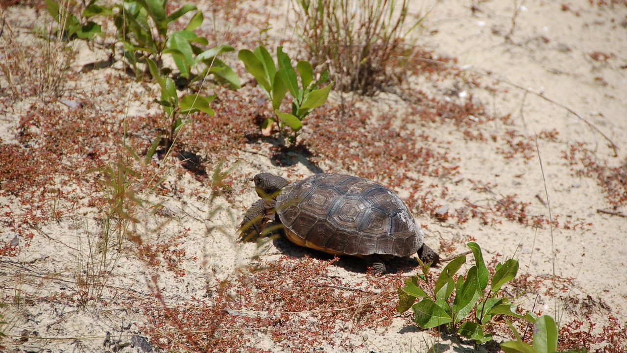Photo of Others in Marco Island