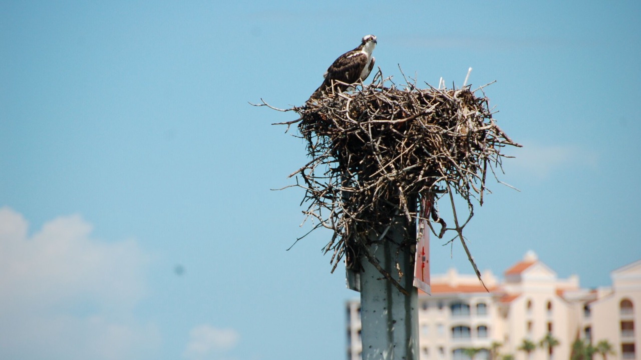 Photo of Others in Marco Island