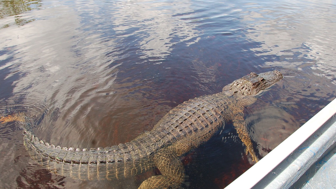 Photo of Others in Marco Island
