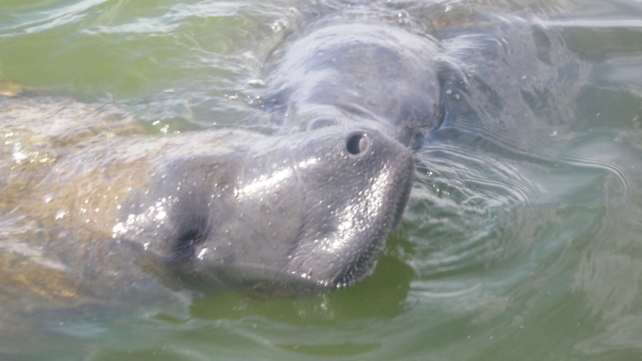 Photo of Others in Marco Island