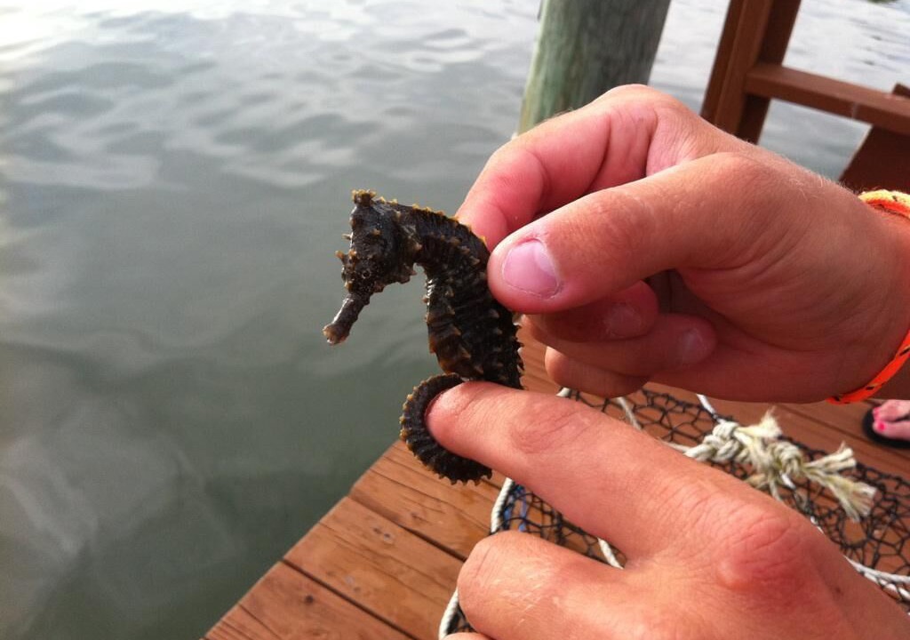 Photo of Outdoor in Indian Rocks Beach