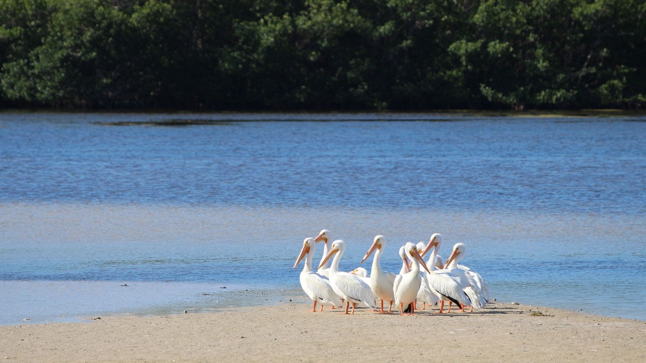 Photo of Others in Captiva