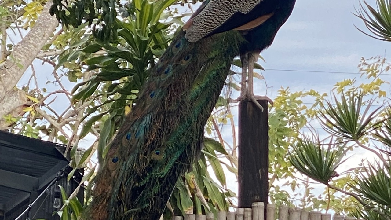 Photo of Outdoor in Longbeach Village