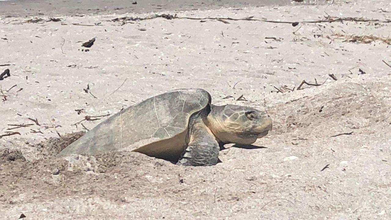 Photo of Others in Sanibel
