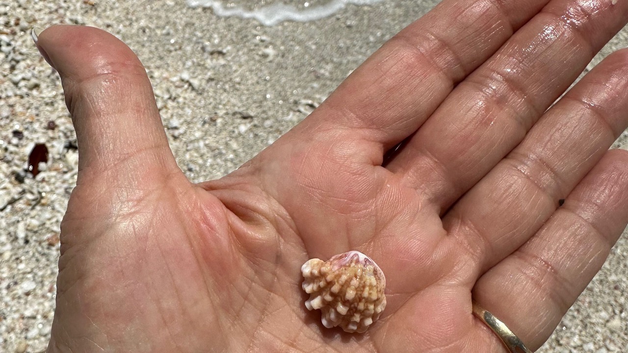 Photo of Others in Sanibel
